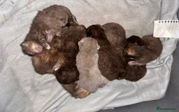 British Shorthair cats for stud: TICA REG CINNAMON UNDER RED STUD  - Advert 11