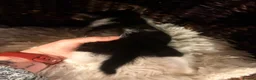 Mixed Breed cats for sale: Beautiful Shirt Hair Kittens - Advert 2