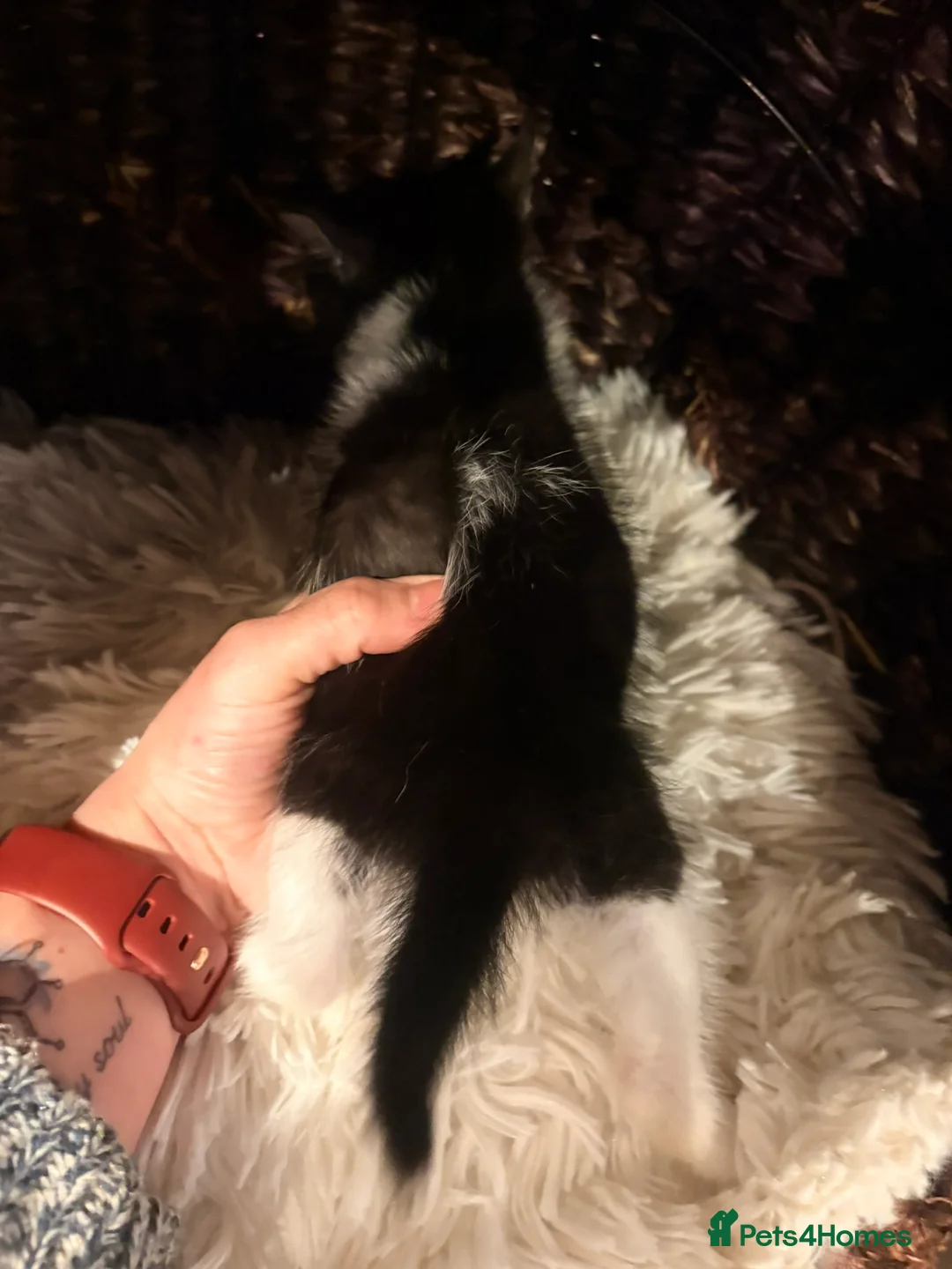 Mixed Breed cats for sale: Beautiful Shirt Hair Kittens - Advert 2