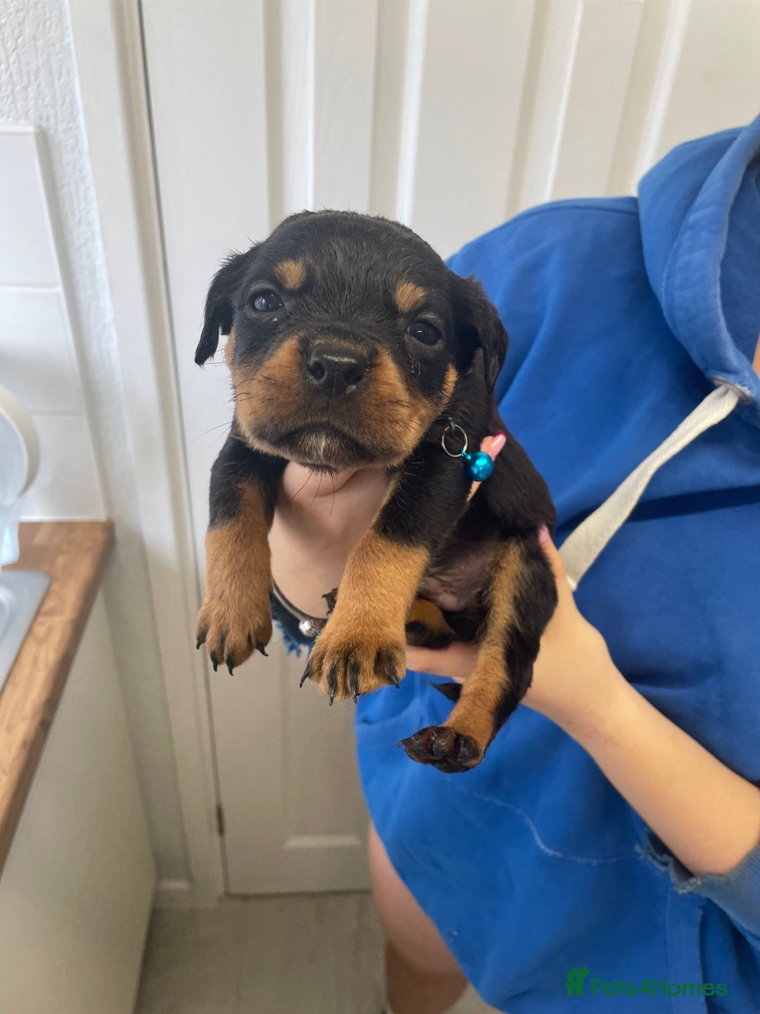 Rottweiler dogs for sale: Rottweiler puppies - Image 17