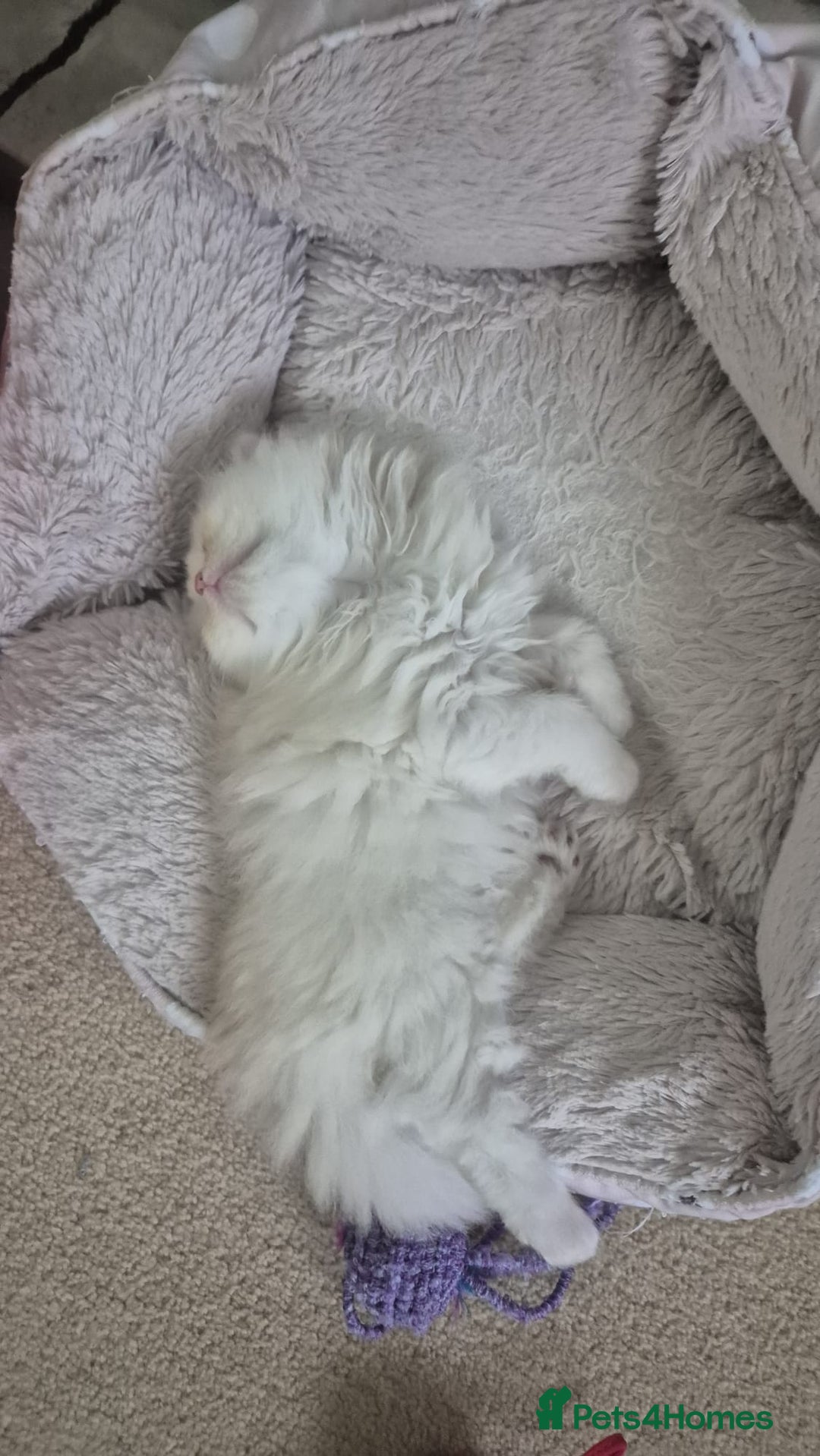 Persian cats for sale: Persian Chinchilla Kittens Available  - Advert 5