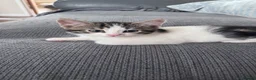 Domestic Shorthair cats for sale: Female kitten - Advert 3