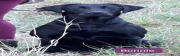 Labrador Retriever dogs for sale: Exceptional fully health tested Dark Red & Black  - Advert 13