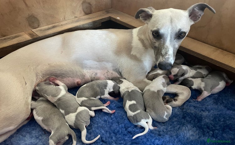 Whippet dogs - Advert 1