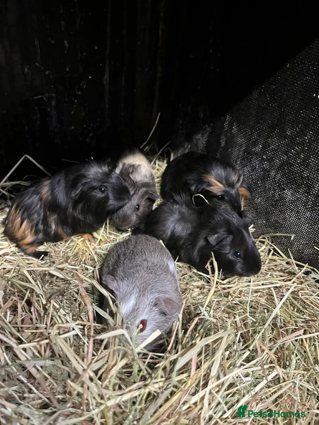 Guinea Pig rodents for sale: Guinea Pigs and other rodents available - Advert 2