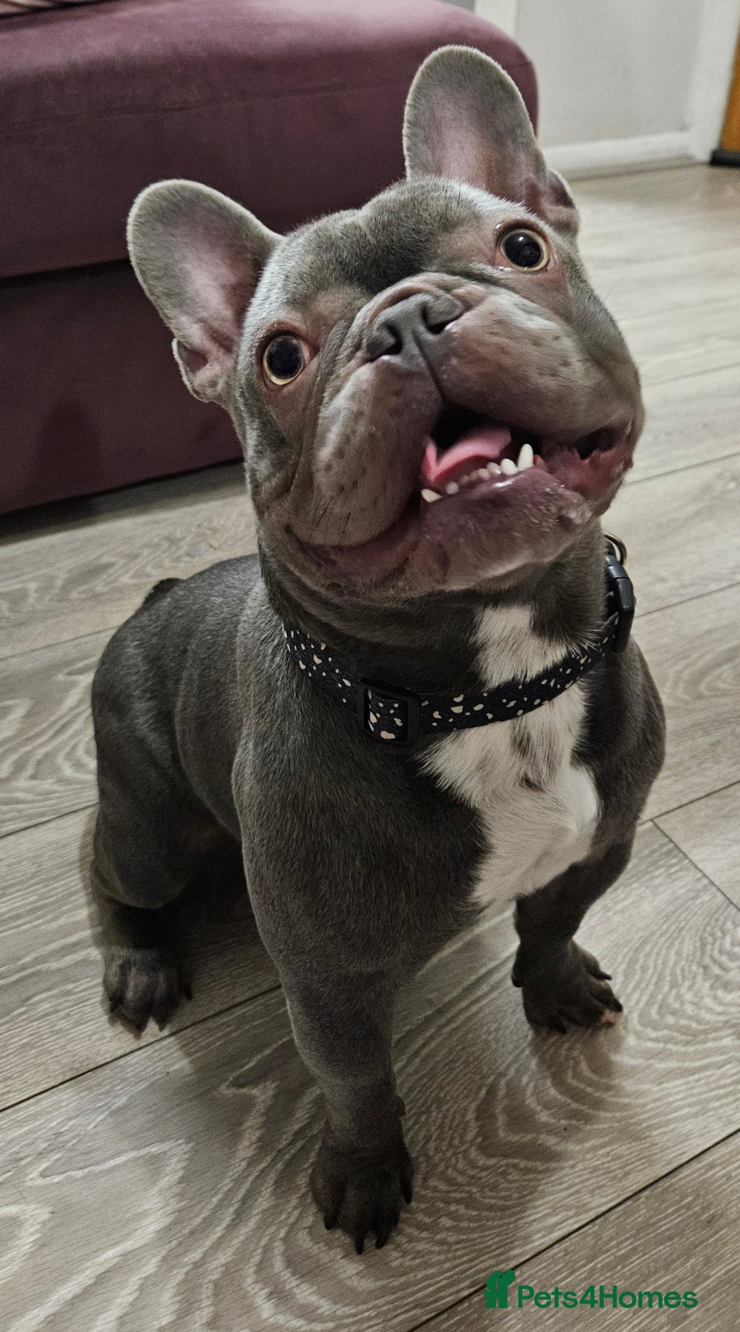 French Bulldog dogs for stud: Prince naseem,STUD kennel club,now available  - Advert 1