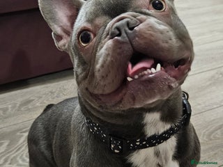 French Bulldog dogs Prince naseem,STUD kennel club,now available - Advert 7