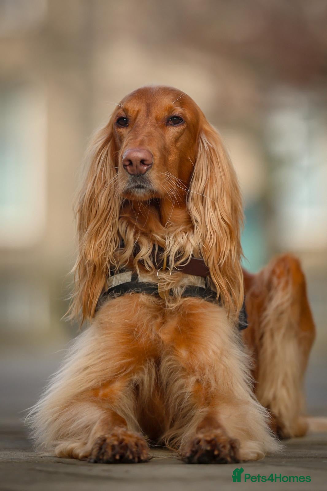Mixed Breed dogs Irish Setter cross Afghan Hound(LAST 2 BOYS) - Advert 1