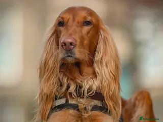 Mixed Breed dogs Irish Setter cross Afghan Hound(LAST 2 BOYS) - Advert 1