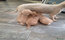 Toy Poodle dogs for sale: Toy poodles  - Image 1