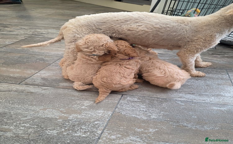 Toy Poodle dogs - Advert 2