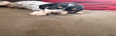 Dachshund Puppy 1