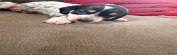 Dachshund dogs for sale: Isabella Daschound - Advert 11