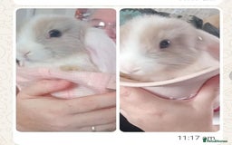 Mini Lop rabbits for sale: Mini lop bunnies - Image 2