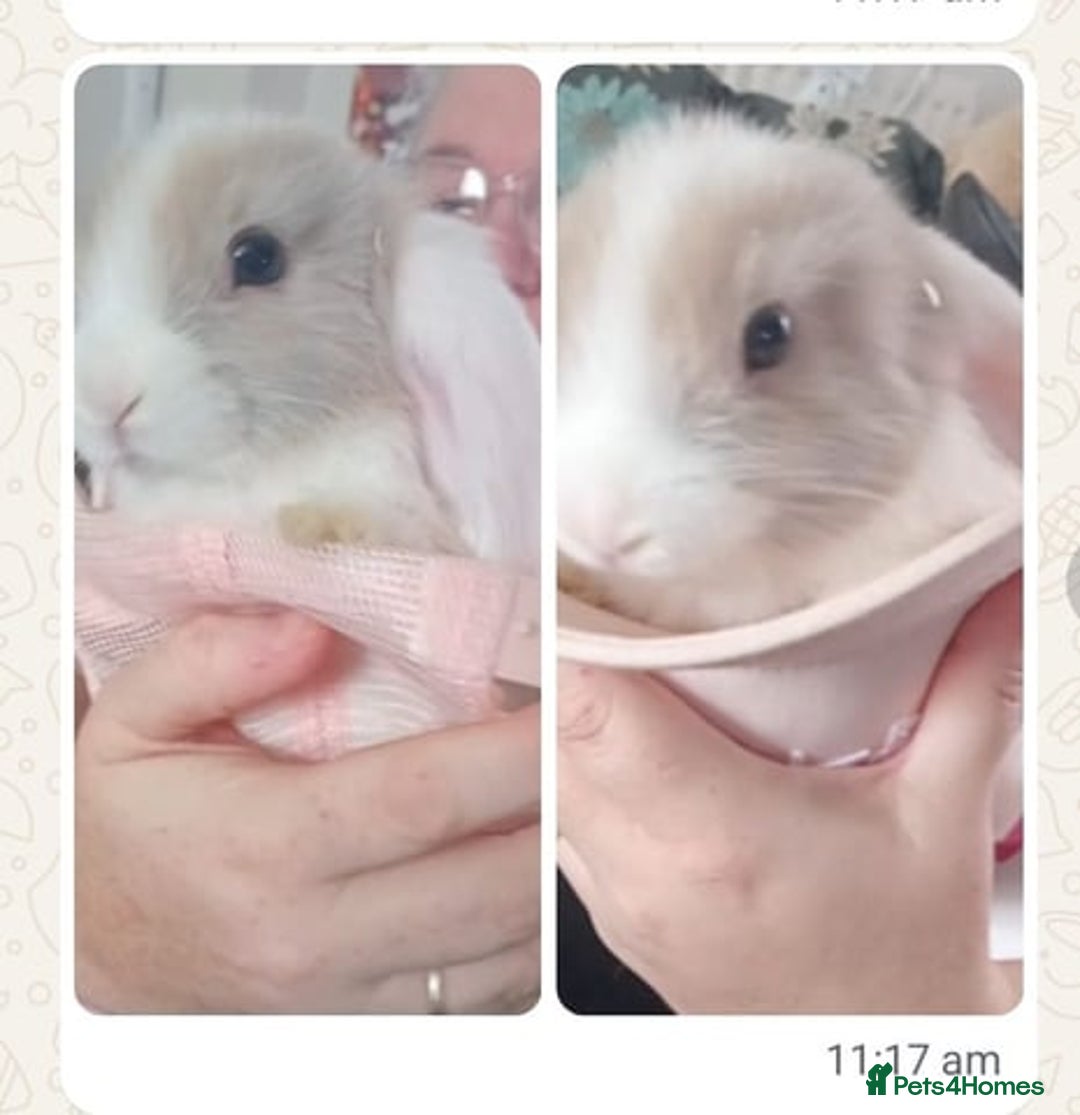 Mini Lop rabbits for sale: Mini lop bunnies - Image 2