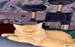 British Shorthair cats for sale: Re homing this Beautiful Boy - Image 20