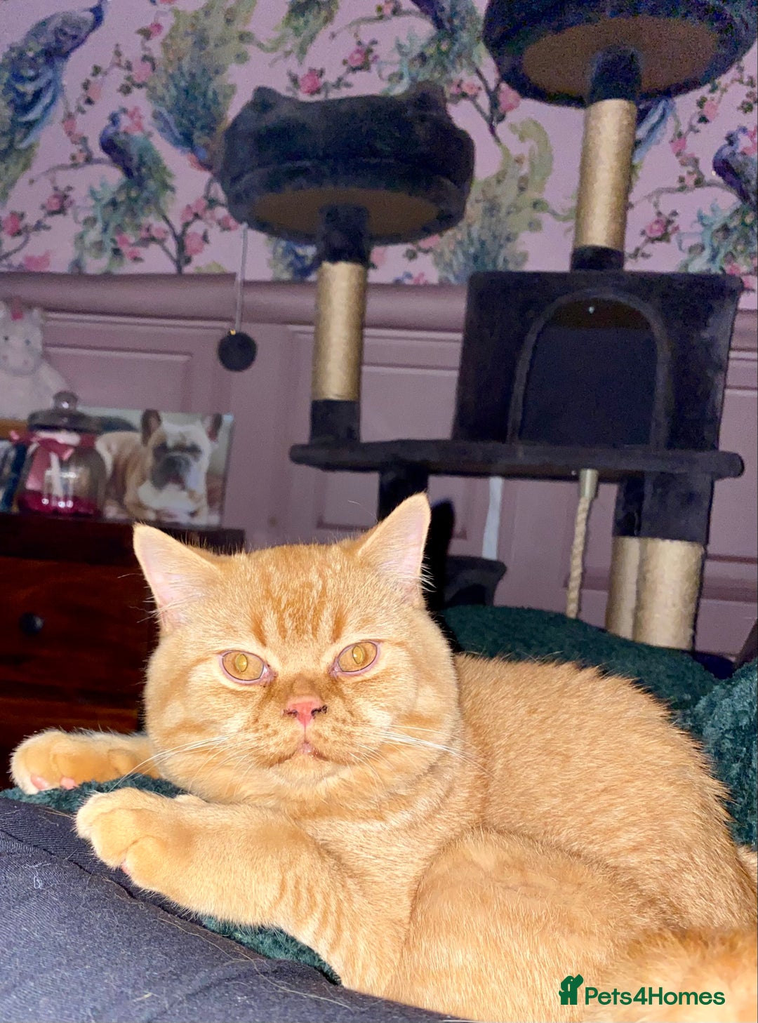 British Shorthair cats for sale: Re homing this Beautiful Boy - Image 20