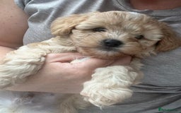 Mixed Breed dogs for sale: Ship/Cavapoo - Image 4