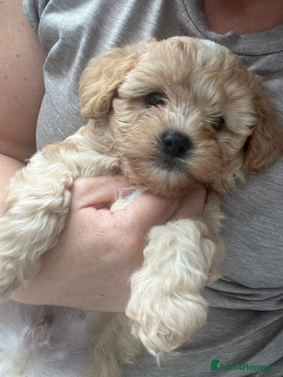 Mixed Breed dogs for sale: Ship/Cavapoo - Image 4