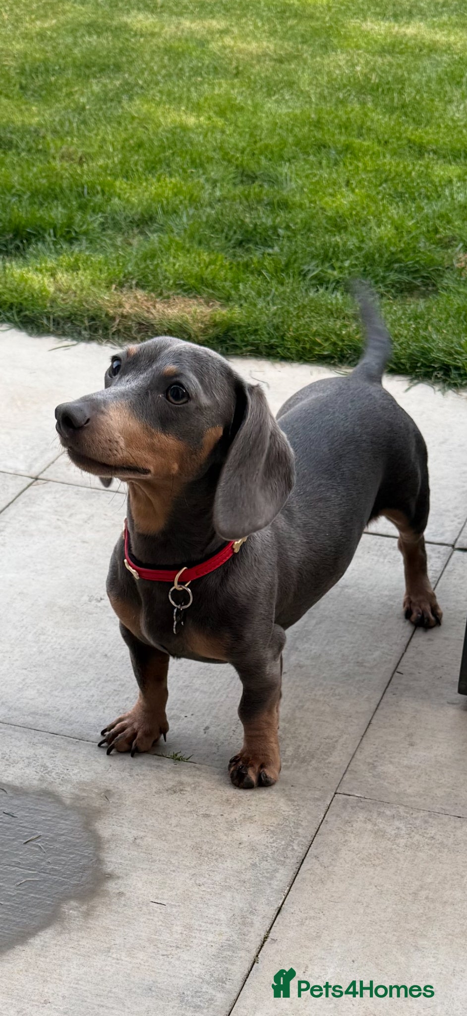 Miniature Dachshund dogs Penny ❤️ miniature dachshund - Advert 1
