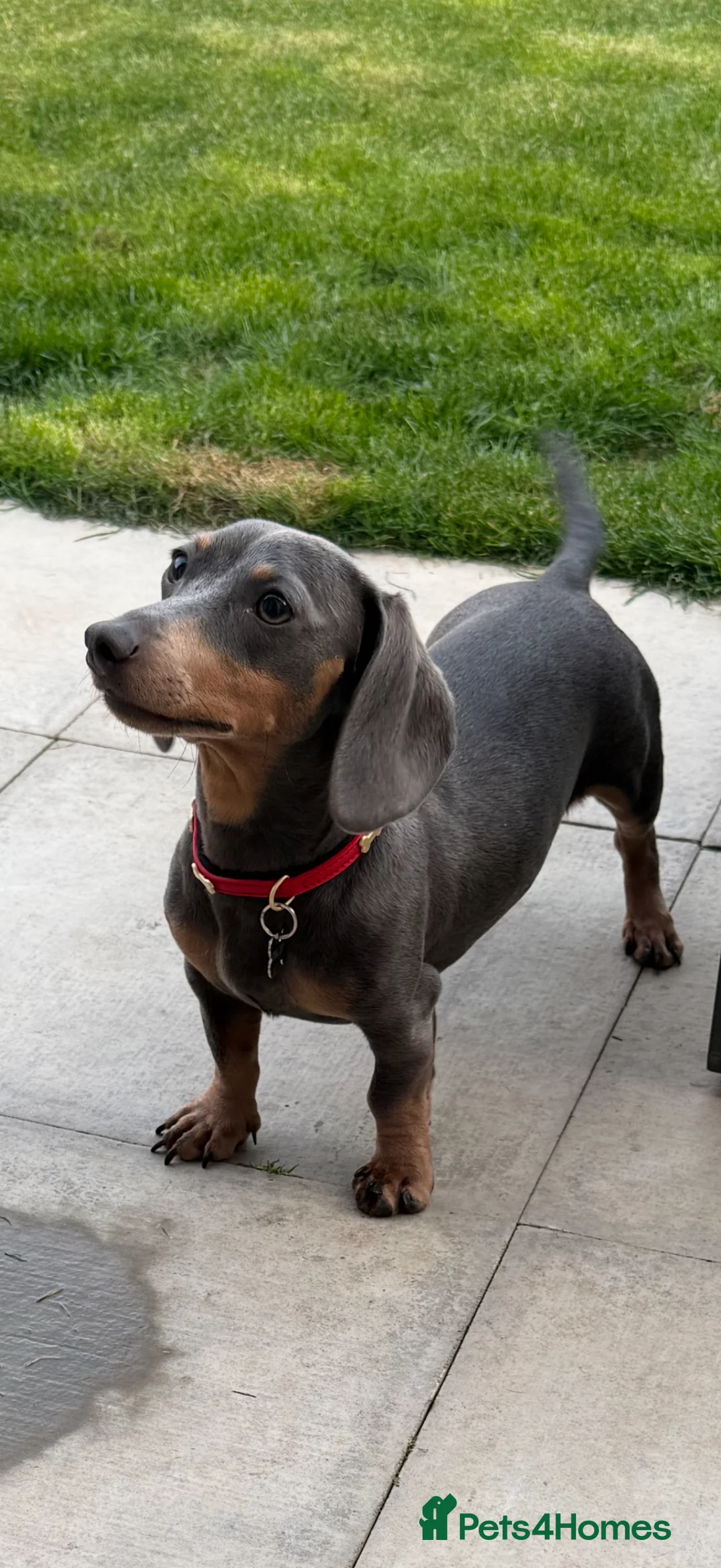 Miniature Dachshund dogs for sale: Penny ❤️ miniature dachshund in Grantham - Advert 1