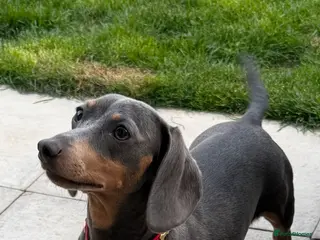 Miniature Dachshund dogs Penny ❤️ miniature dachshund - Advert 1