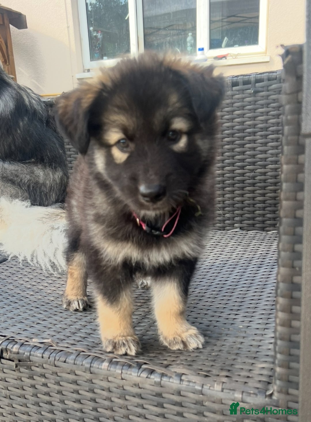 Mixed Breed dogs for sale: Alaskan Shepherd Puppies offers accepted  - Image 23