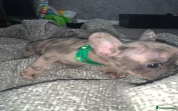 French Bulldog dogs for sale: REDUCED!!🥰Ready SOON 🐾 French bulldog puppies - Image 2