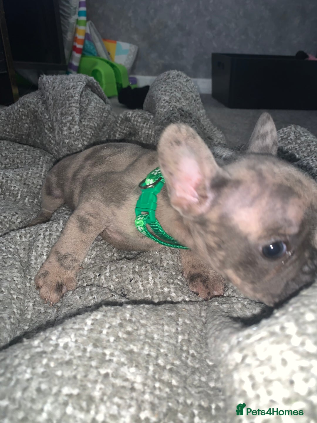 French Bulldog dogs for sale: REDUCED!!🥰Ready SOON 🐾 French bulldog puppies - Image 2