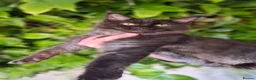 Maine Coon cats for sale: Tica register Maine Coon kittens  - Advert 23