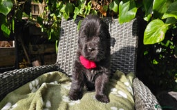 Newfoundland dogs for sale: Outstanding Newfoundland babies  - Image 15
