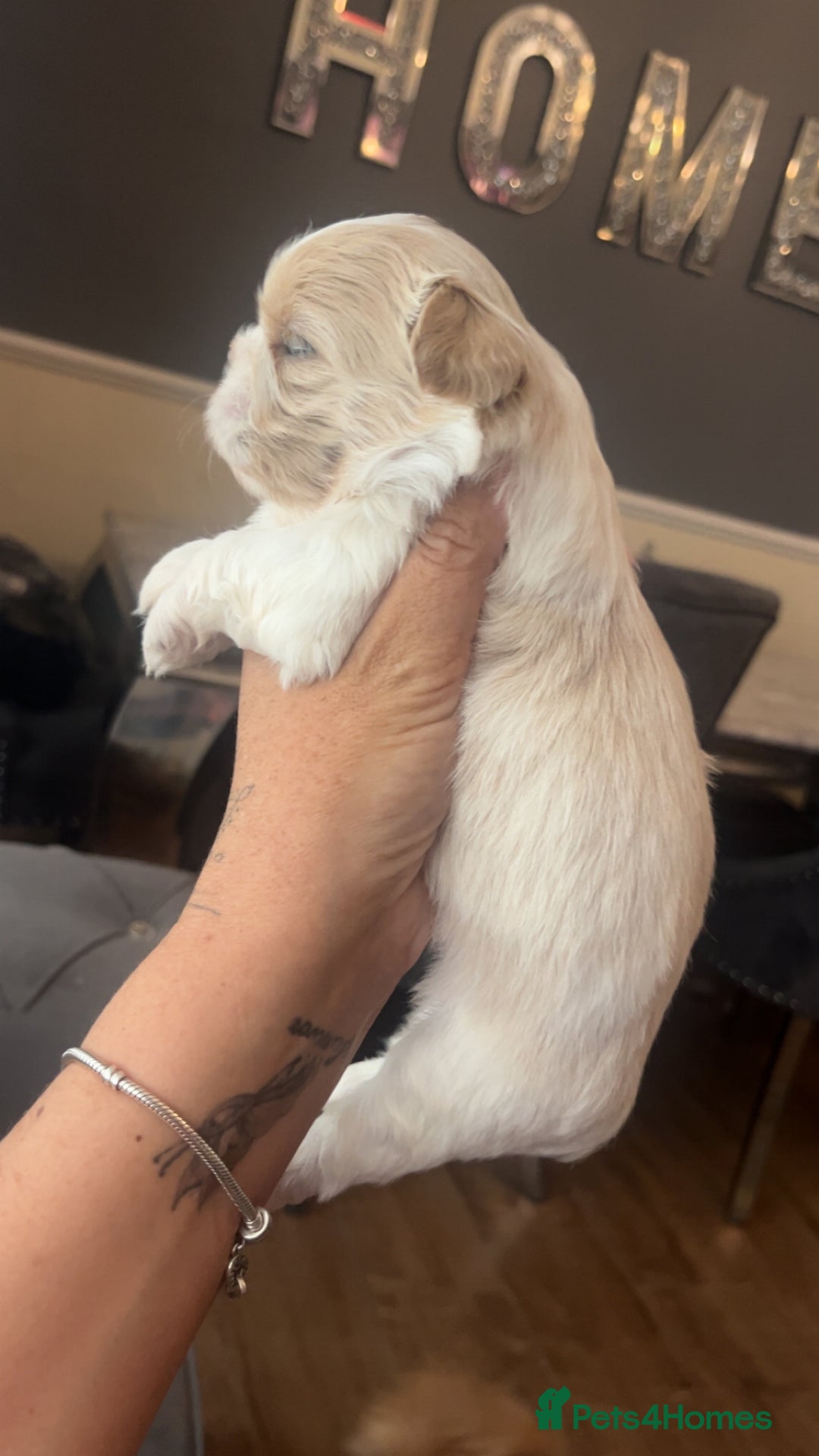 Shih Tzu dogs for sale: Cream and chocolate imperial shih tzu pups - Image 15