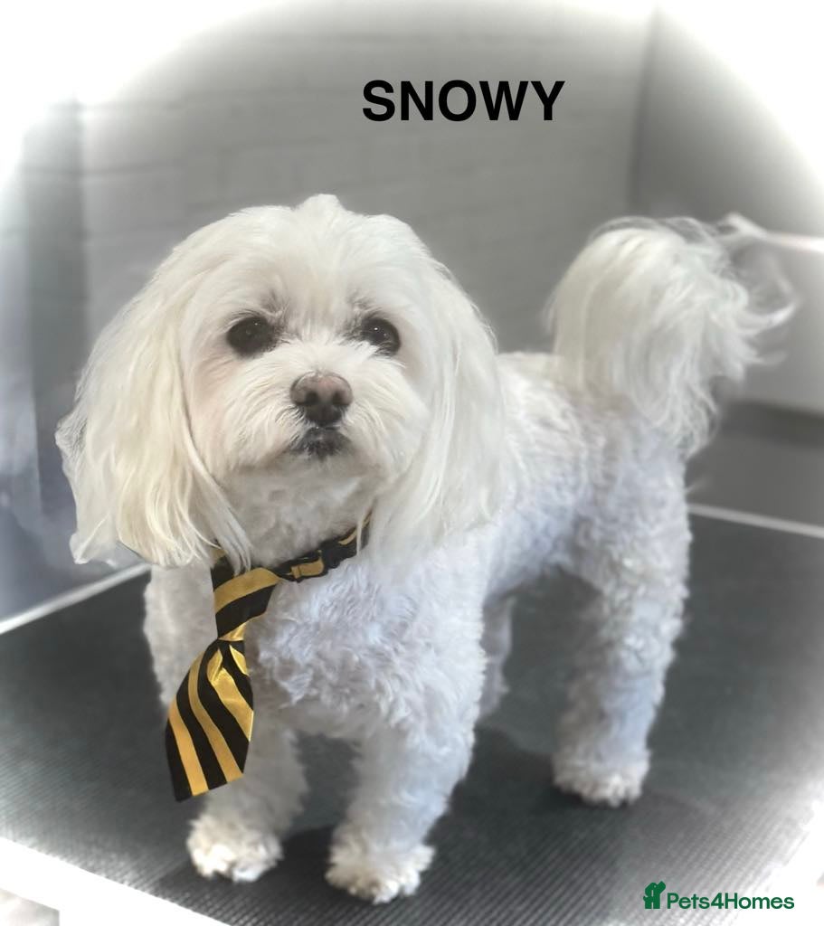 Maltese dogs KC registered Maltese for Stud duties (Proven) in Doncaster - Advert 2