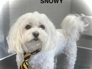 Maltese dogs in Doncaster - Advert 1