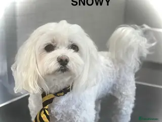 Maltese dogs KC registered Maltese for Stud duties (Proven) in Doncaster - Advert 7