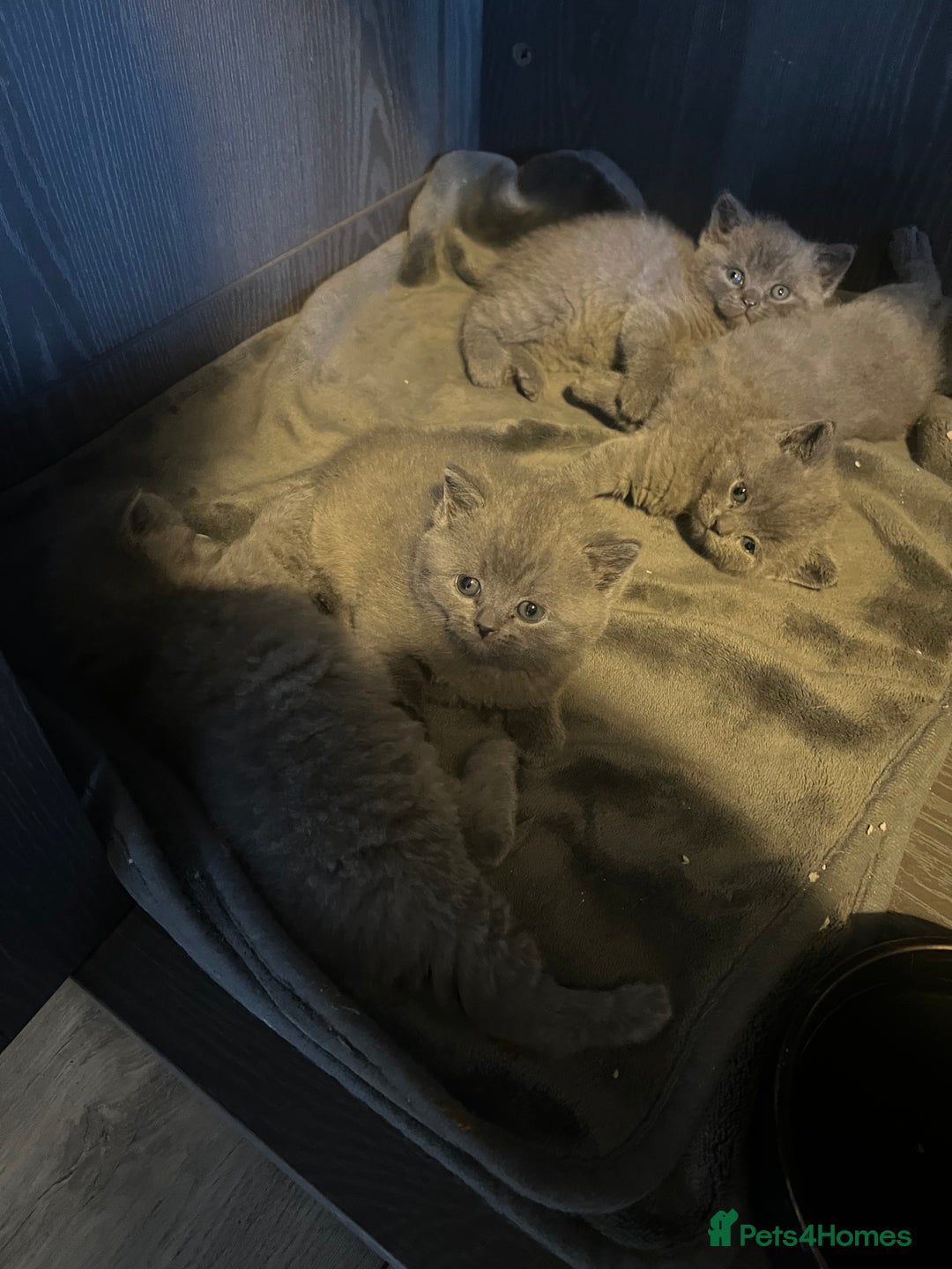 British Shorthair cats for sale: 2 beautiful girl left  - Image 3