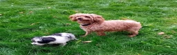Jackapoo dogs for sale: Jackapoo in Slough - Advert 6
