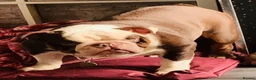 English Bulldog dogs for sale: Bulldog  - Advert 4
