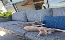 Oriental cats for sale: Oriental and Siamese kittens GCCF reg - Image 8