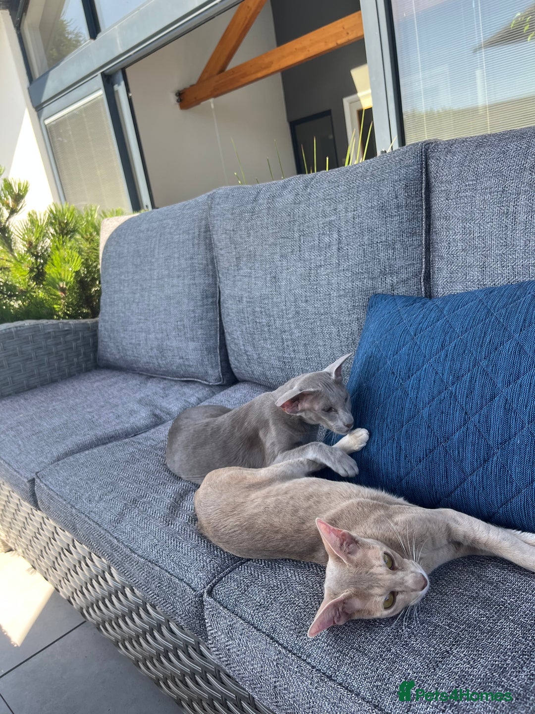 Oriental cats for sale: Oriental and Siamese kittens GCCF reg - Image 8