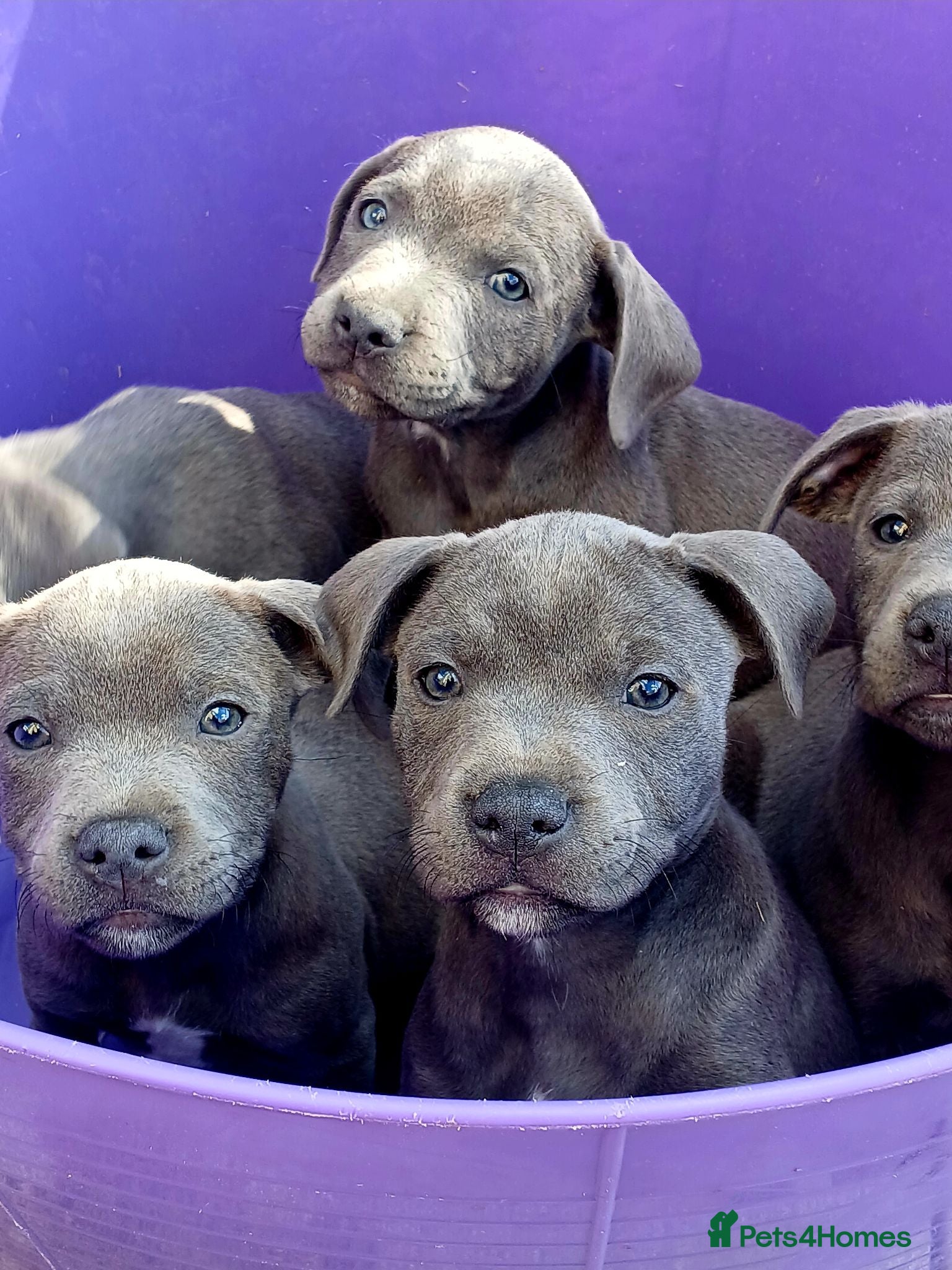 Staffordshire Bull Terrier dogs Blue staff puppies kc reg - Advert 1