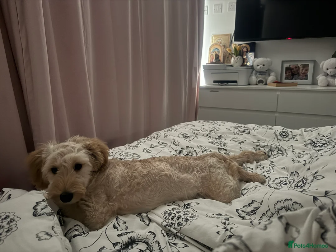 Cockapoo dogs for sale: Teddy in Exeter - Advert 2