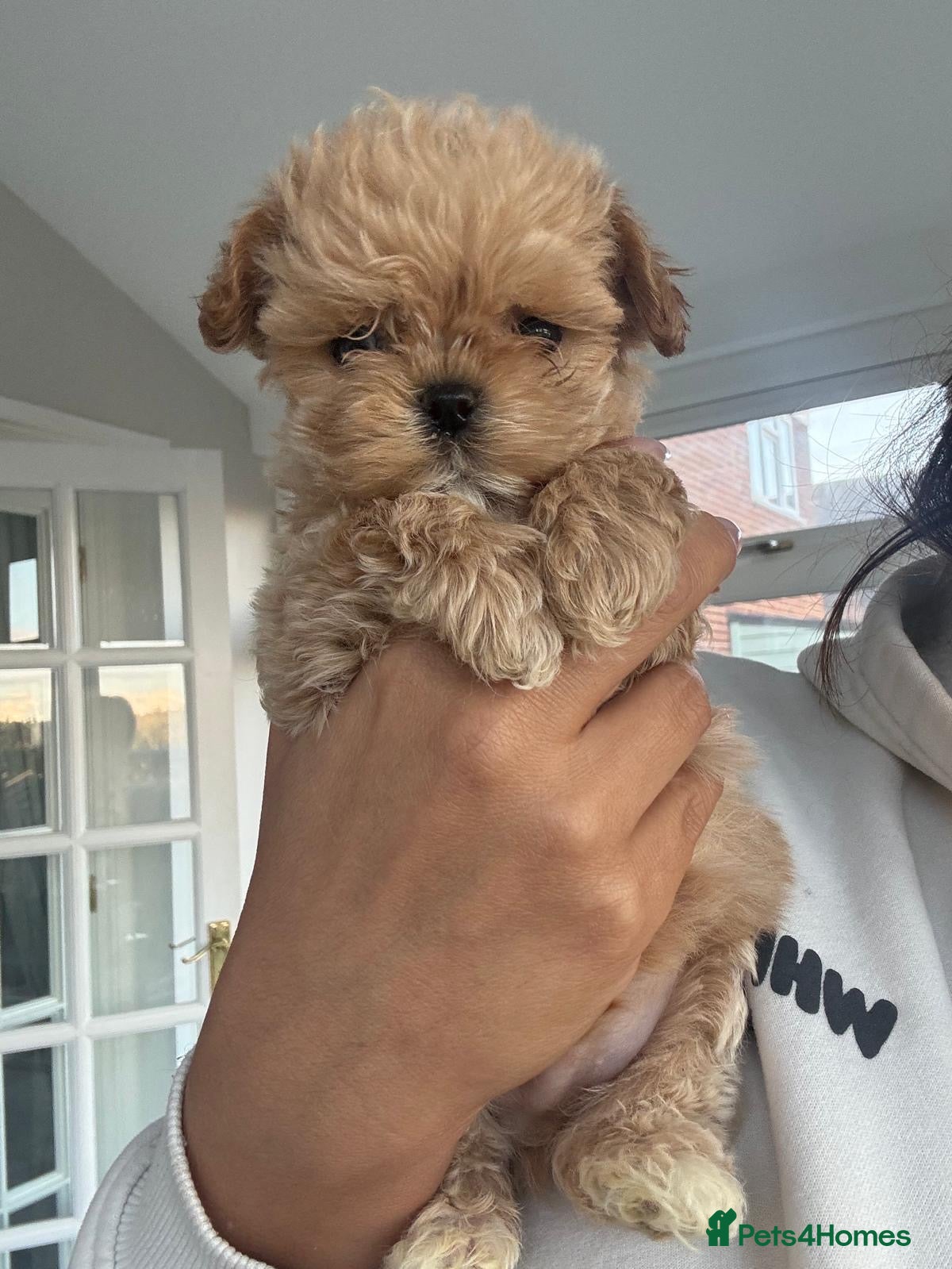 Maltipoo dogs Maltese cross Asian toy poodle  - Advert 1