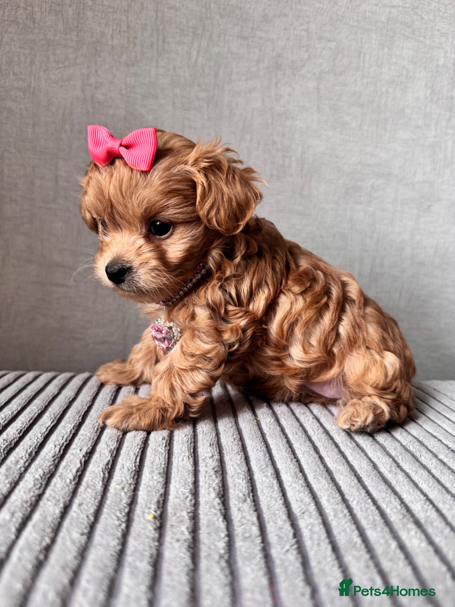 Maltipoo dogs 🧸🧸🧸🧸ONE GIRL BECOME AVAILABLE  ❤️❤️❤️ - Advert 12