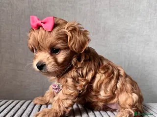 Maltipoo dogs 🧸🧸🧸🧸ONE GIRL BECOME AVAILABLE ❤️❤️❤️ - Advert 12