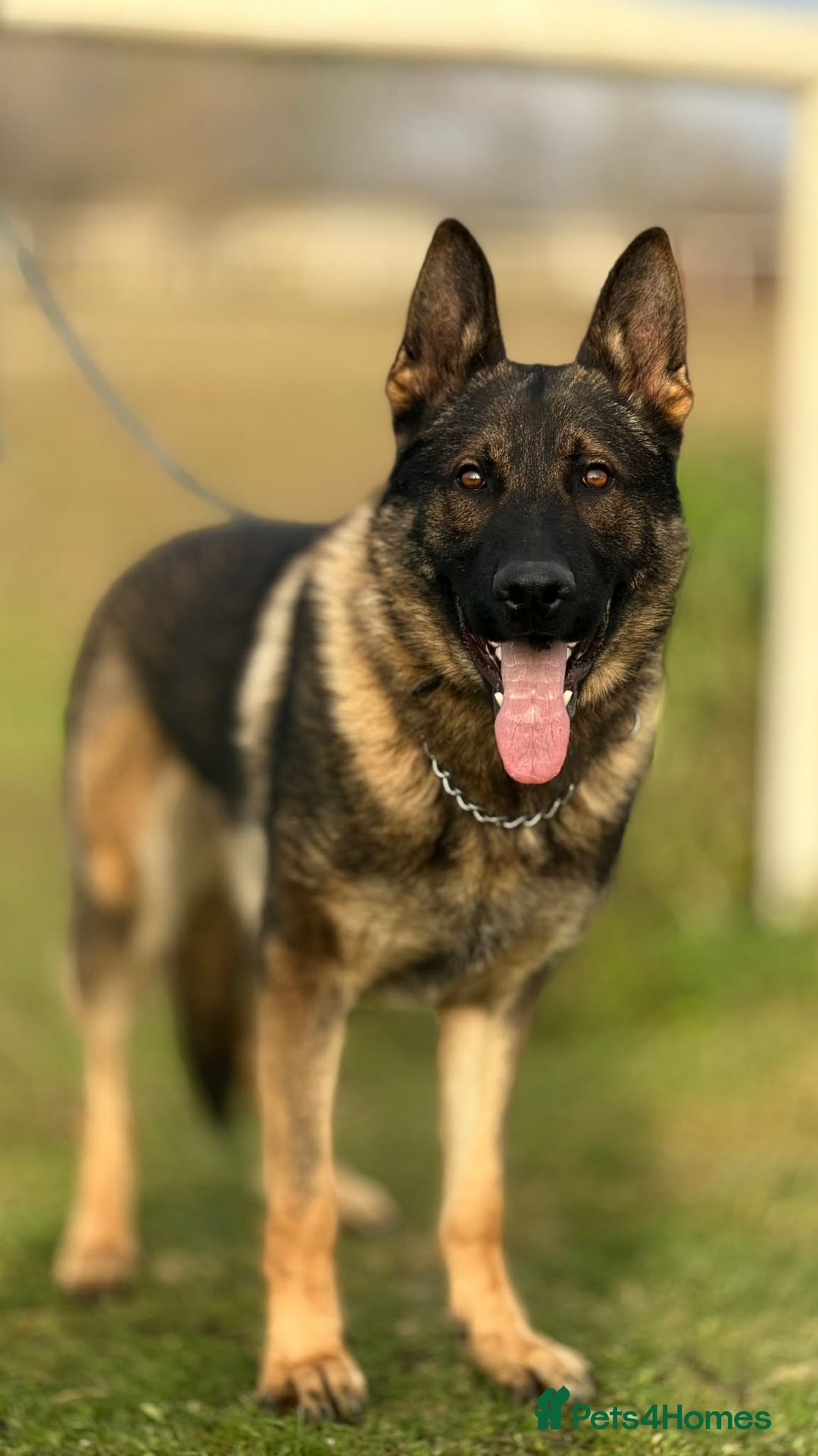 German Shepherd dogs for sale: Slovakian import male  - Advert 3