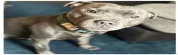 Staffordshire Bull Terrier dogs for stud: Athletic loving temperament blue staff stud in London - Advert 6