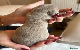 Miniature Dachshund dogs for sale: Beautiful litter of miniature dachshund  - Advert 24