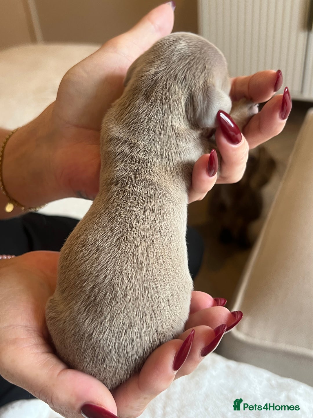 Miniature Dachshund dogs for sale: Beautiful litter of miniature dachshund  - Advert 24