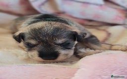 Miniature Schnauzer dogs for sale: Beautiful KC Reg. Miniature Schnauzer Puppies - Advert 11